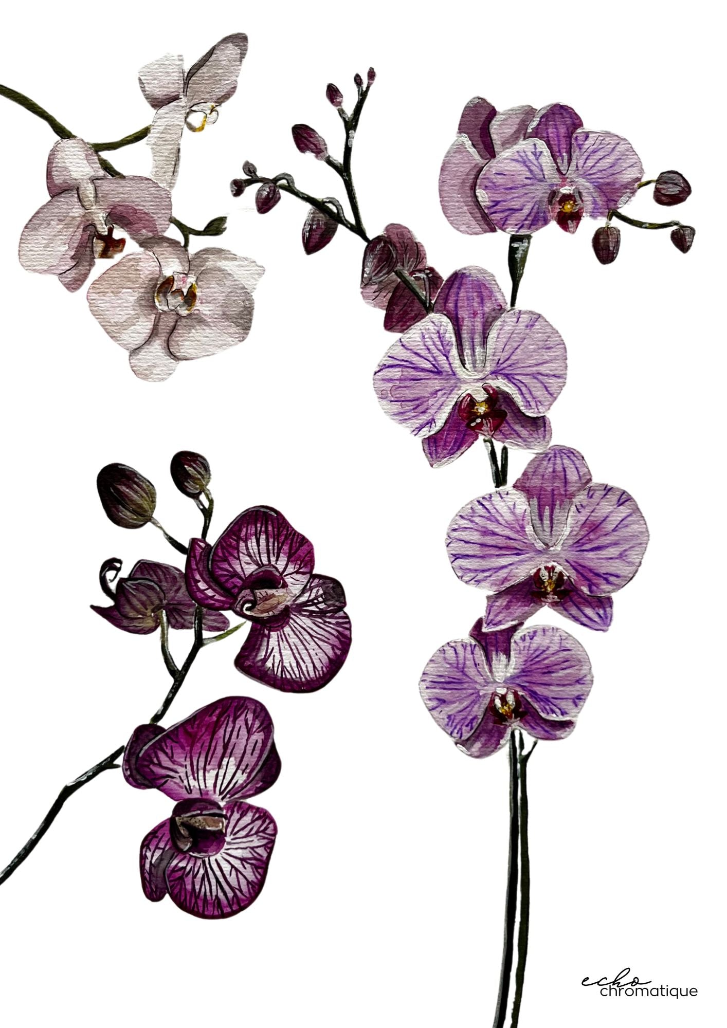 Mes fleurs préférées