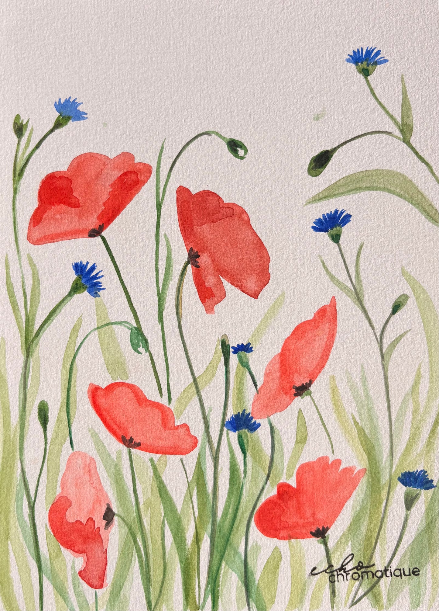 Coquelicots