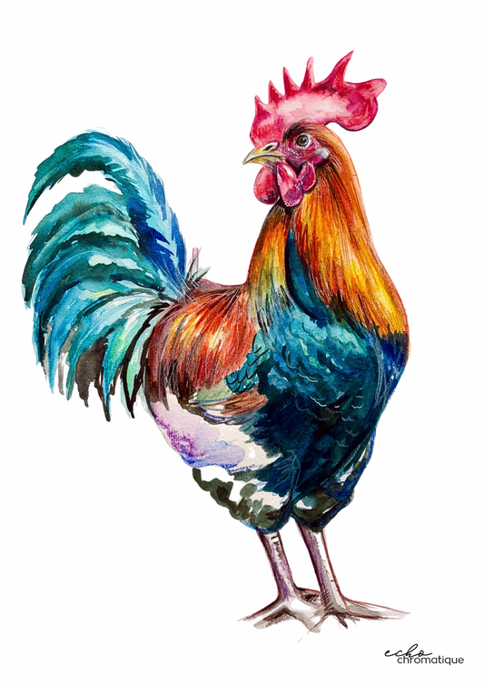 Coq coloré
